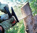 Professional Tree Removal in South Chicago Heights, IL