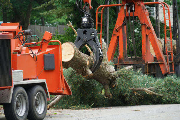 Best Lawn Grading and Leveling  in South Chicago Heights, IL
