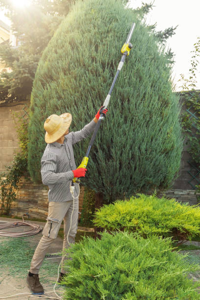 Lawn Watering Services in South Chicago Heights, IL
