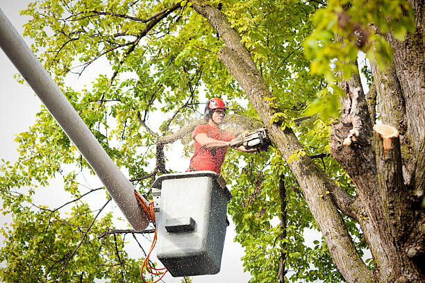 Best Stump Grinding and Removal  in South Chicago Heights, IL