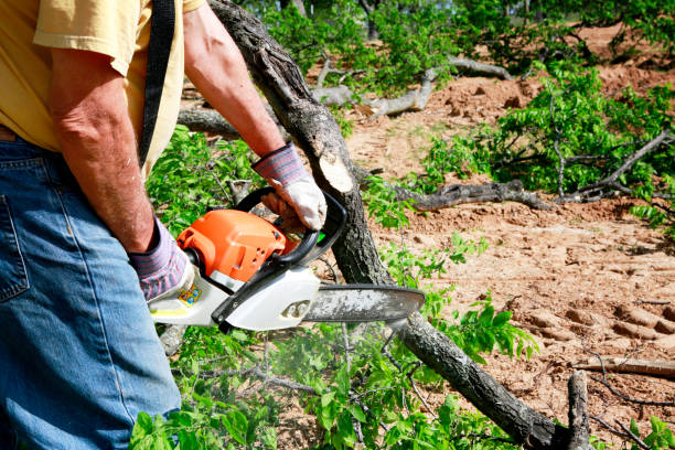 Best Lawn Pest Prevention  in South Chicago Heights, IL